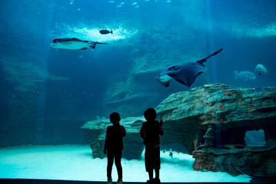 Two Oceans Aquarium | Ocean Exhibit
