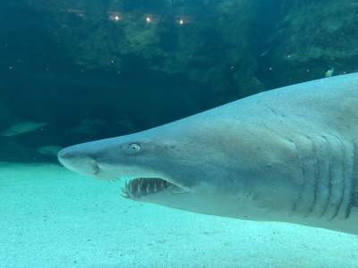 Two Oceans Aquarium | 10 things you didn’t know about sharks