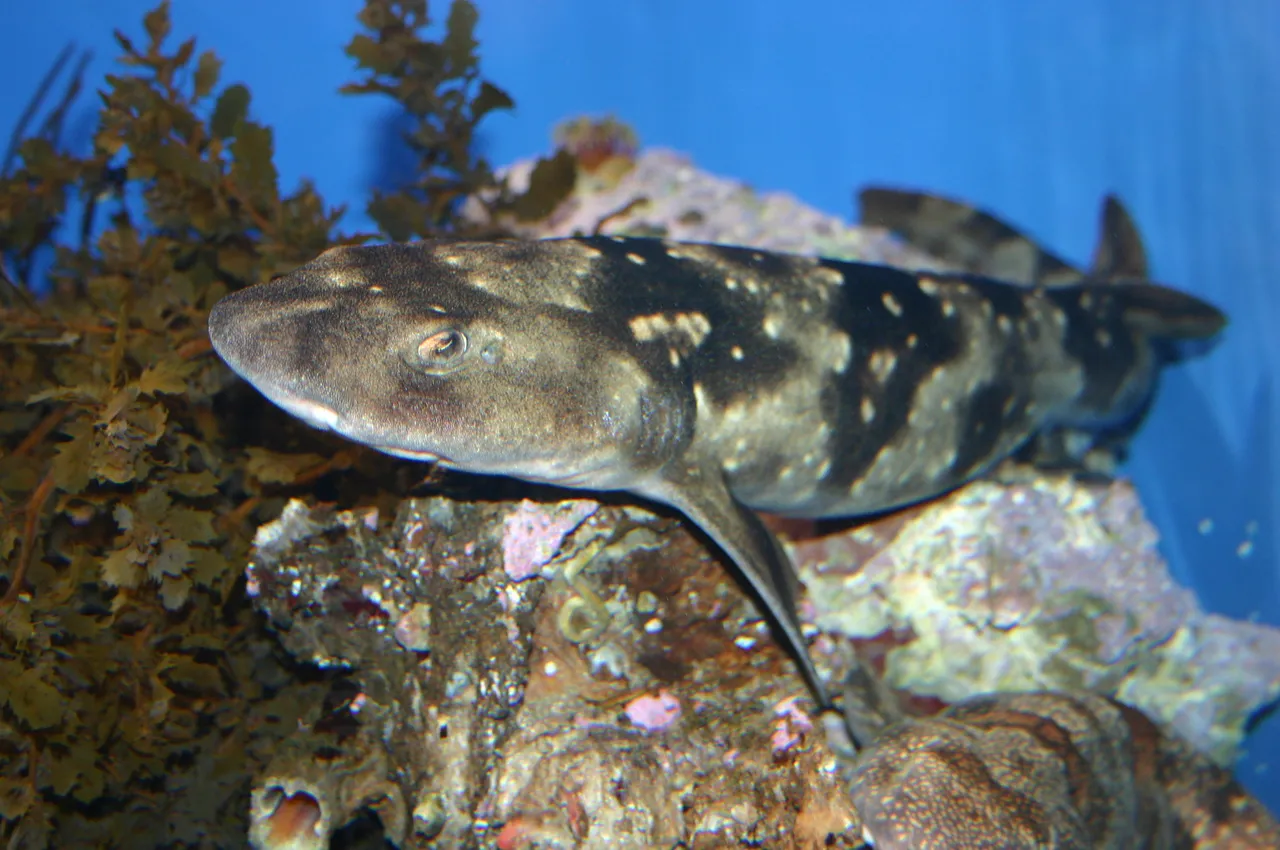 Dark shyshark