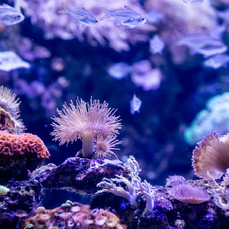Animal Coral