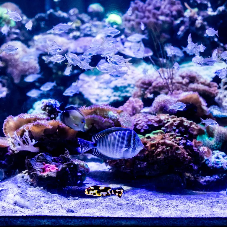 Coral1