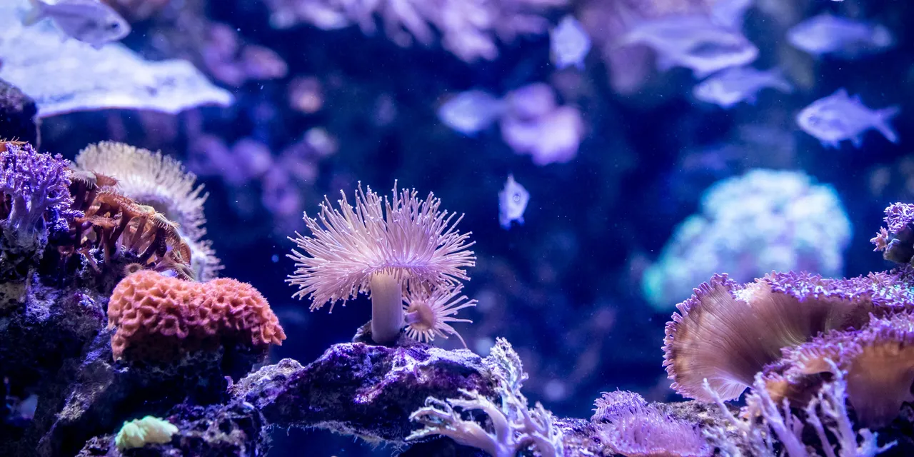 Coral reefs