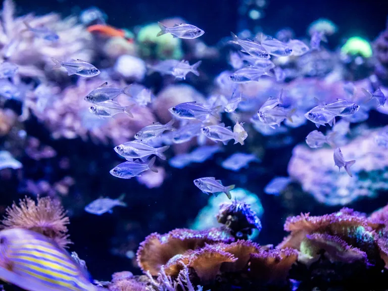 Coral4