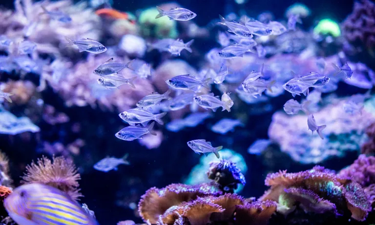Coral4