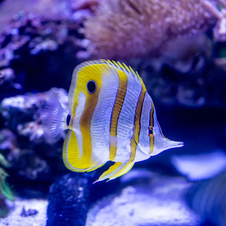 Coral5