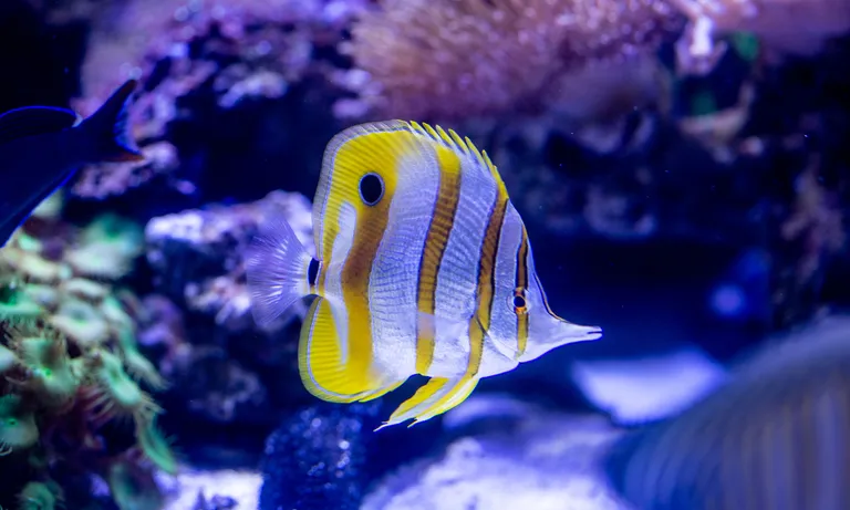 Coral5