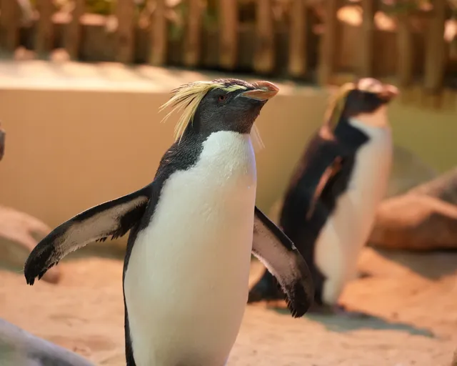 What’s the life of a penguin like at the Two Oceans Aquarium?