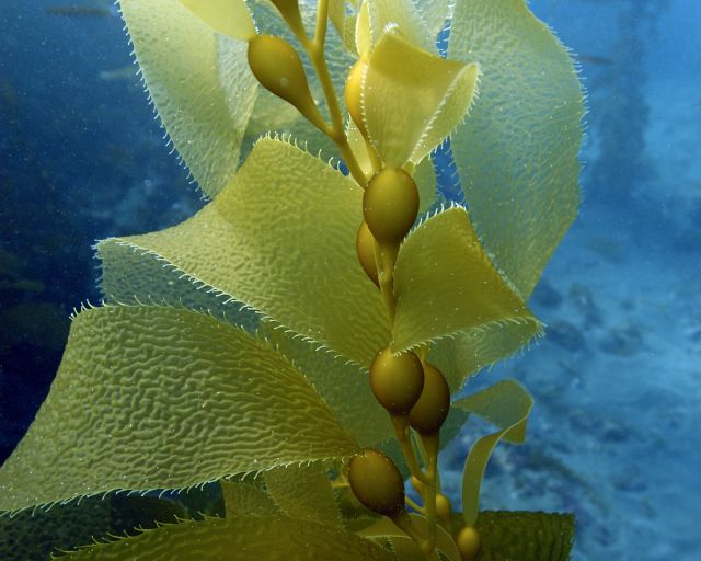 Two Oceans Aquarium | Kelp forest