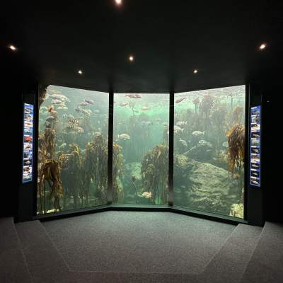 Two Oceans Aquarium | Kelp Forest Exhibit