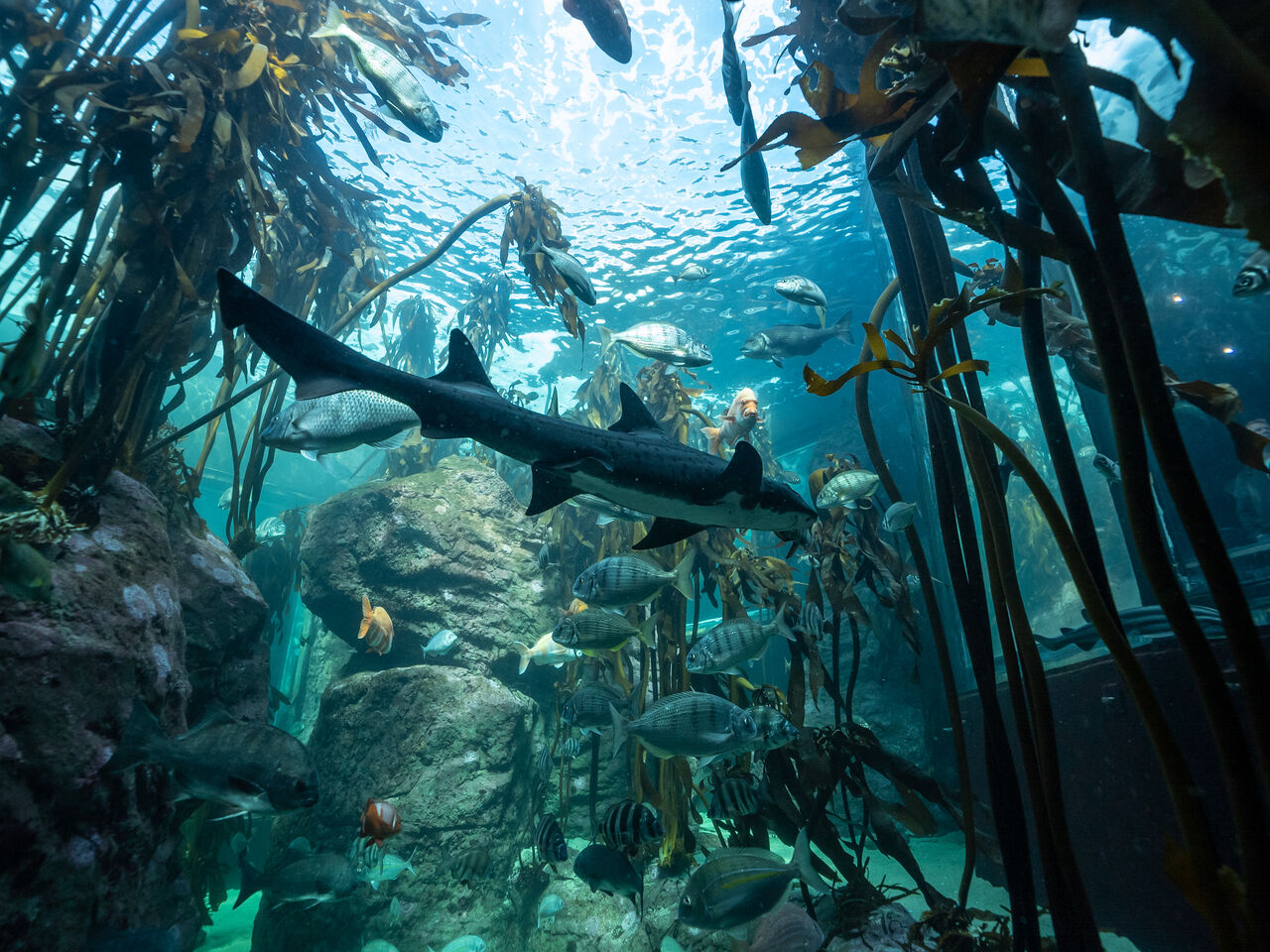 Connecting all people to the ocean