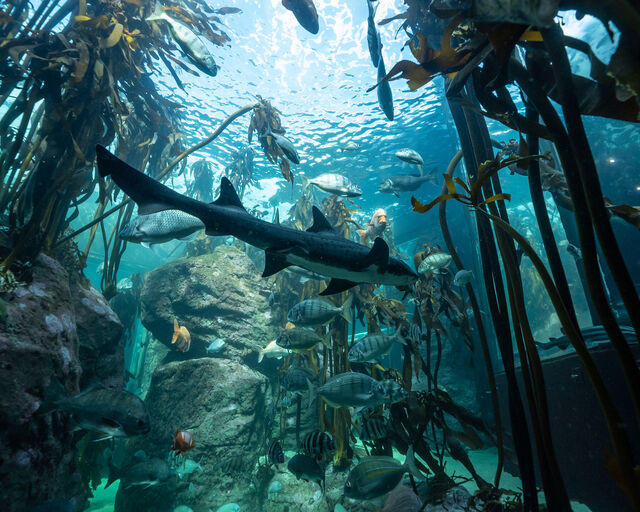 PADI AWARE Shark Conservation Speciality Course