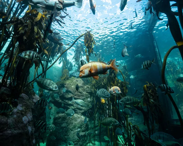 Kelp forest