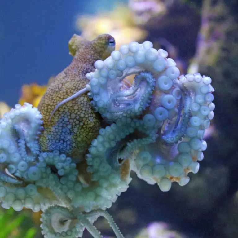 Animal Octopus