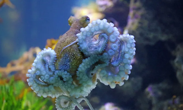 Animal Octopus
