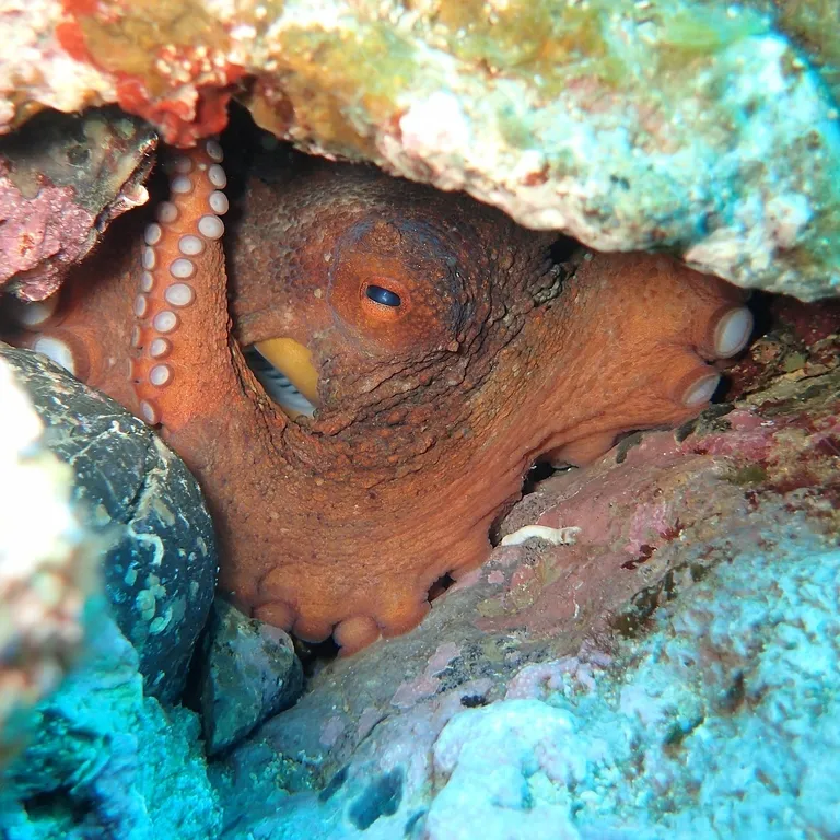 Common octopus