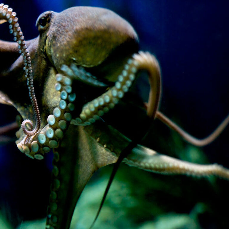Octopuses