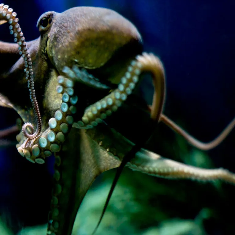 Octopus