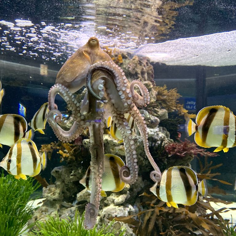 Two Oceans Aquarium Octopuses