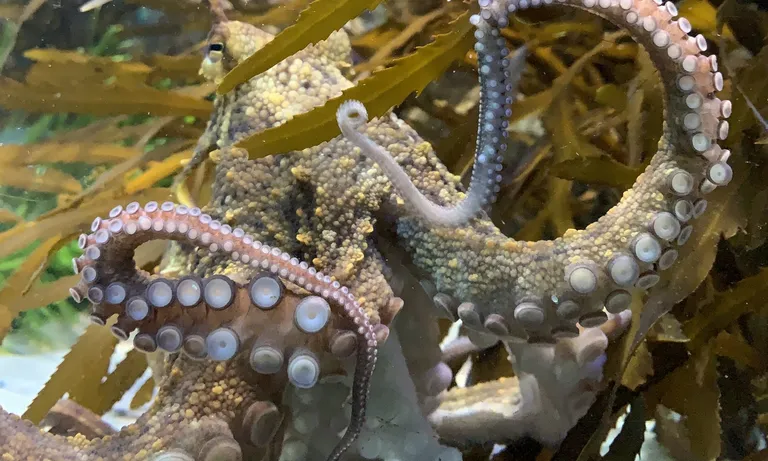Octopus 3