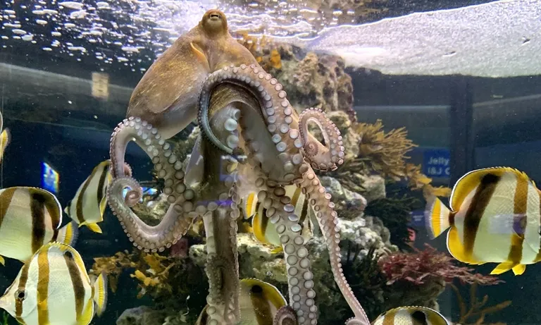 Octopus 1