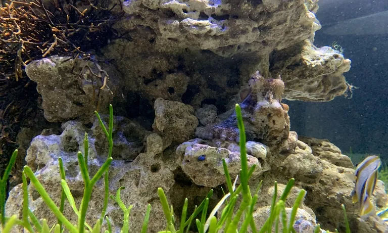 Octopus camouflage