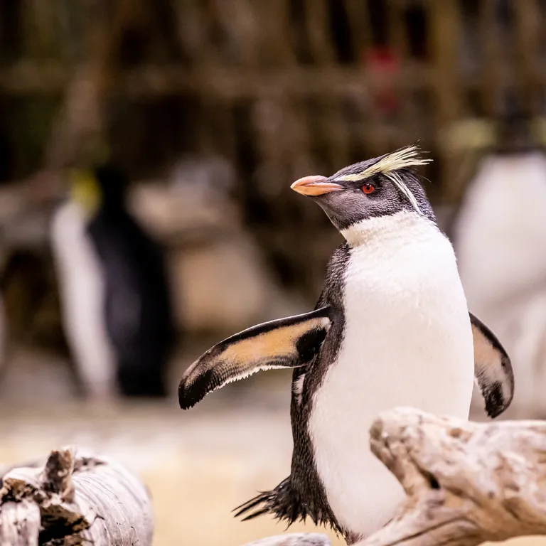 Northern rockhopper penguin.