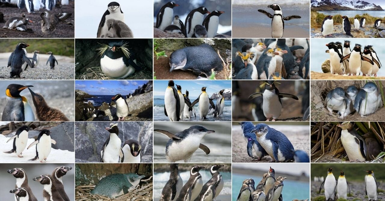 28 types of penguin: the only list you'll ever need