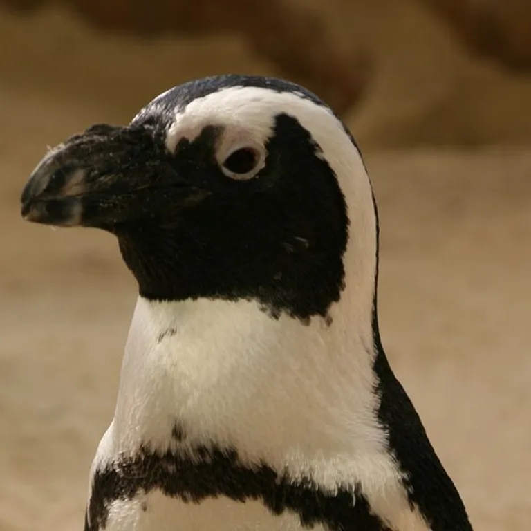 An African penguin.