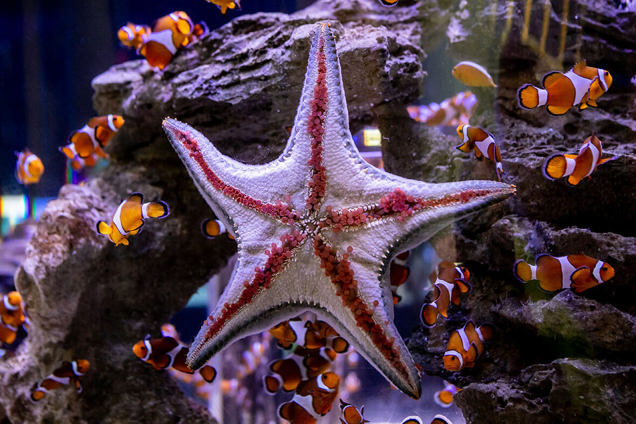 The definitive guide to ocean-themed home entertainment