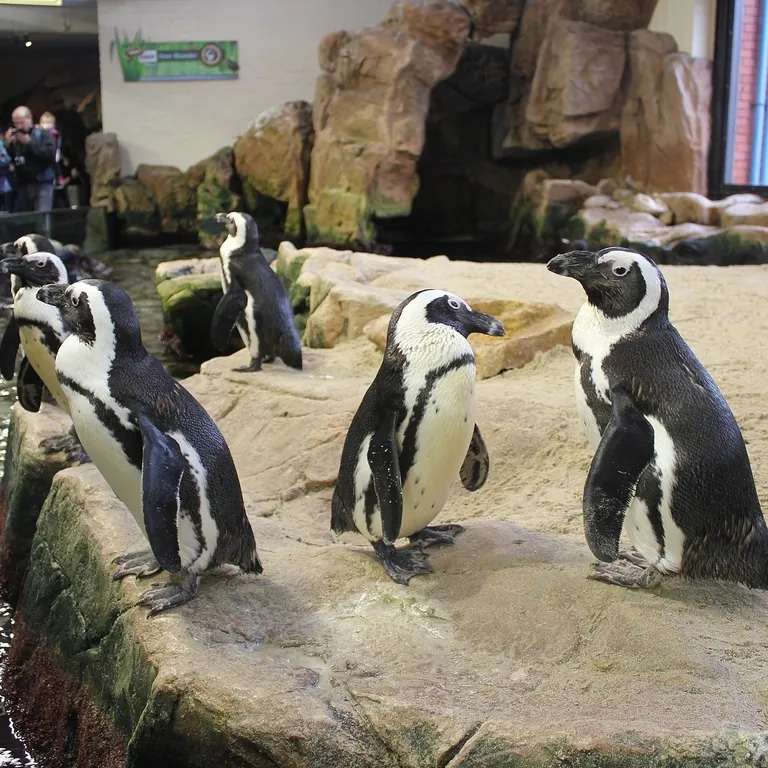 African penguins.