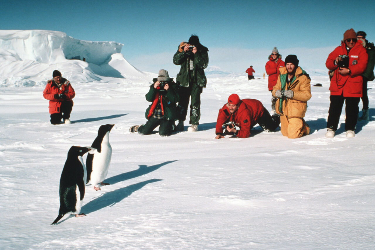 Polar researchers photograph adelie penguins on the ice pack 74a81a 1024
