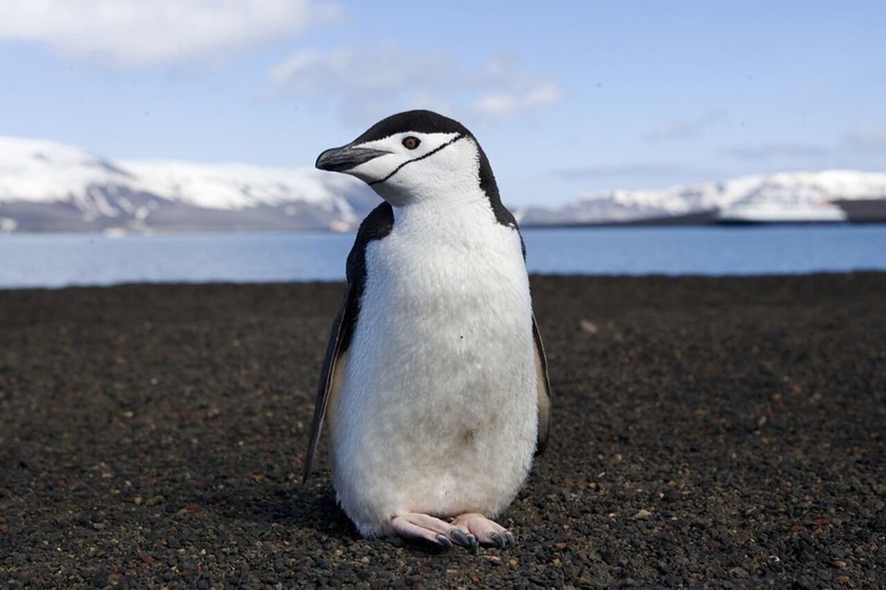 Chinstrap penguin on deception island 39985995