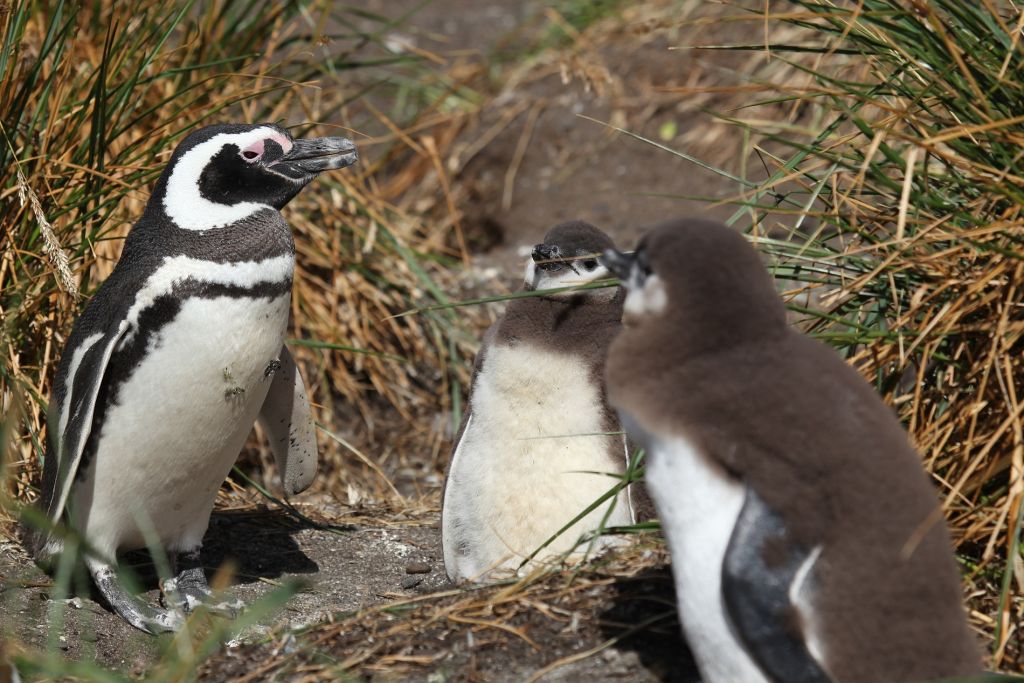 Two Oceans Aquarium | 28 types of penguin: The only list you'll ever…