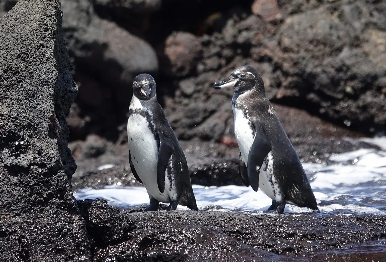 Galapagos Penguin 47725915092