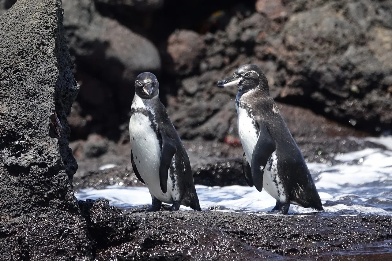 Galapagos Penguin 47725915092