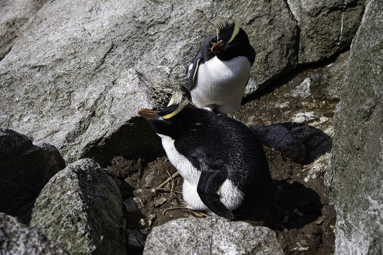 Breeding pair of Erect crested penguins at their nest