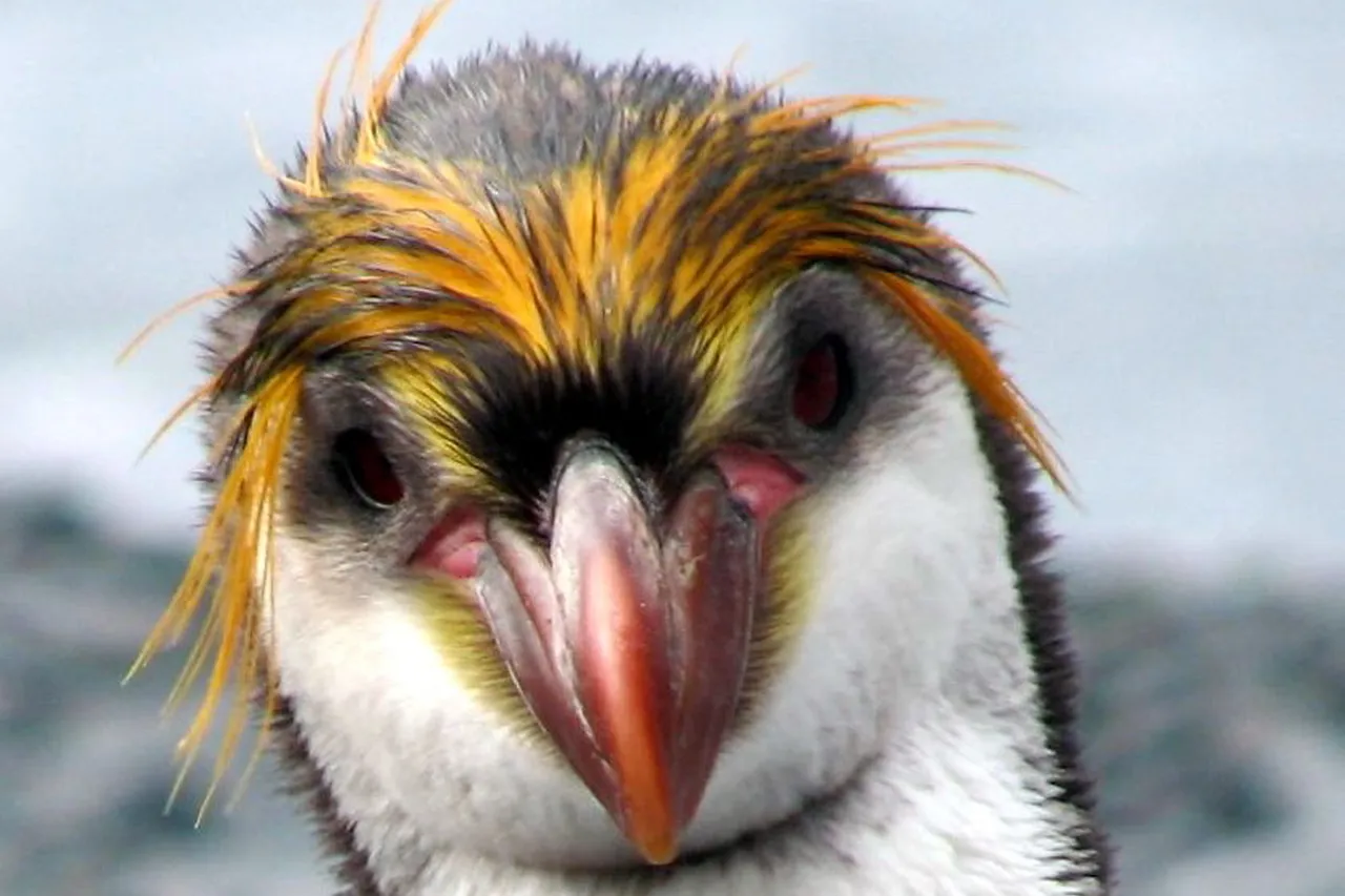 Royal Penguin F Ace