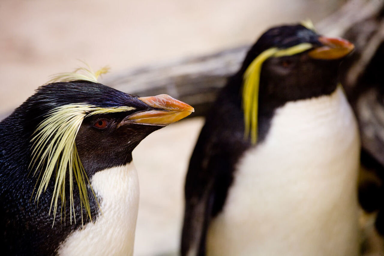 Northern rockhopper penguin