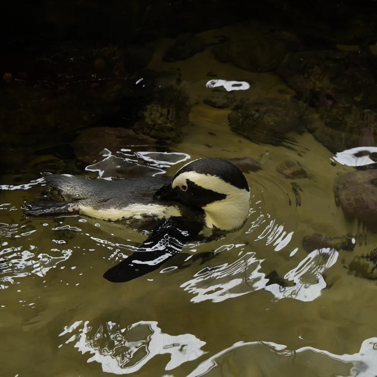 African penguin swimming.