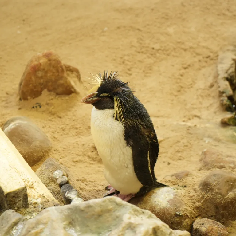Northern rockhopper penguin.