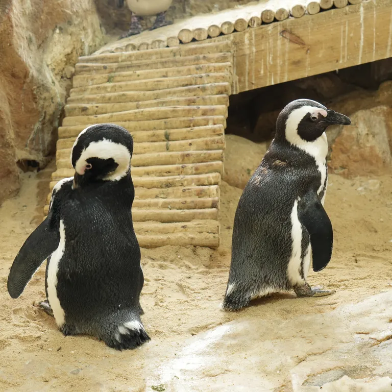 African penguins grooming.