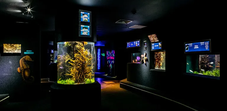 Diversity Gallery