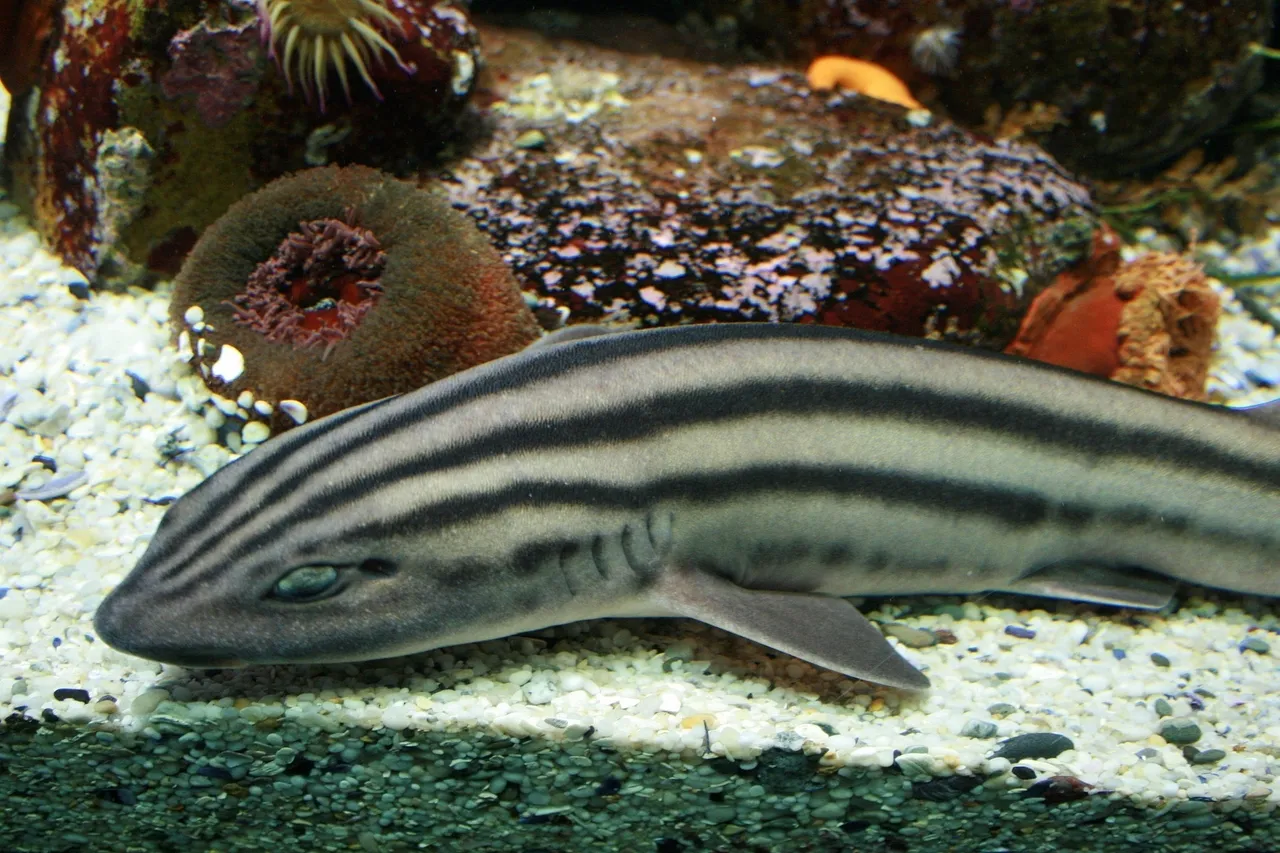 Pyjama shark H Lockhart