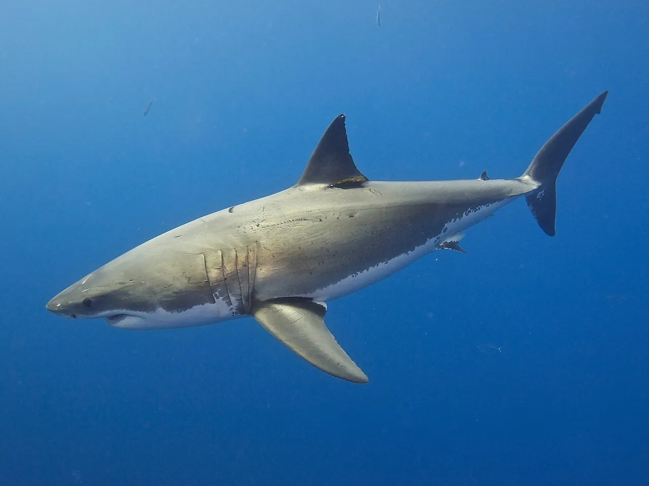 Great White Shark 14730723649