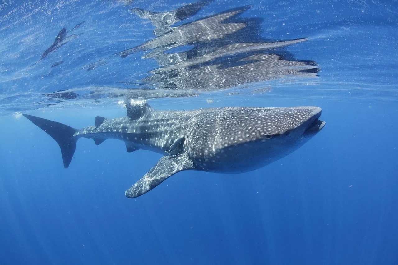 Whale shark at Isla Mujeres