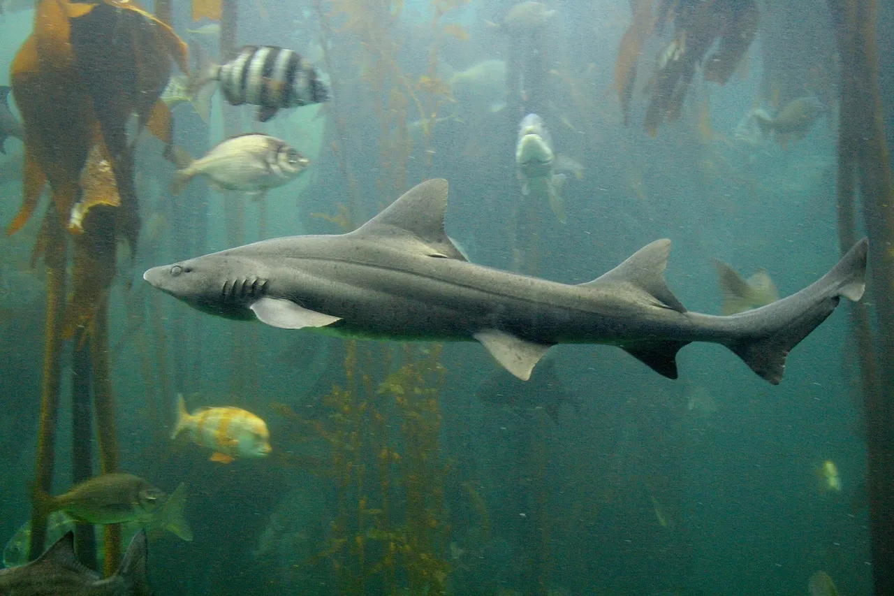 Gully shark D