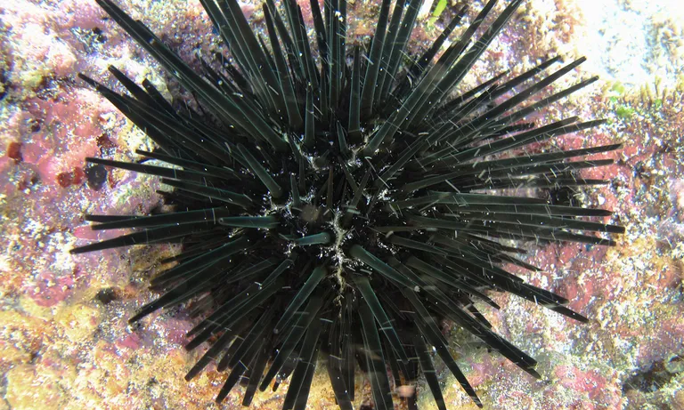 Pot-hole urchin