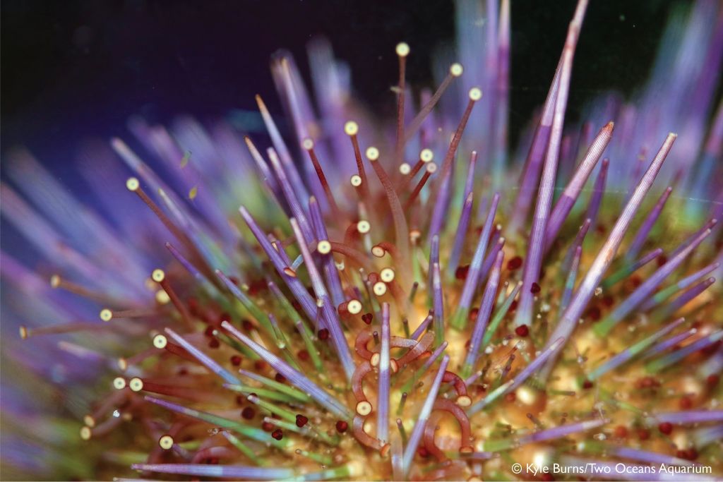 Two Oceans Aquarium | Microscopic marvel: a very close look at sea…