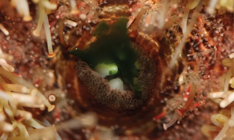 Closeup urchin kburns 8