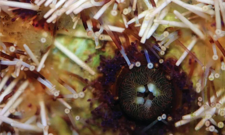 Closeup urchin kburns 9